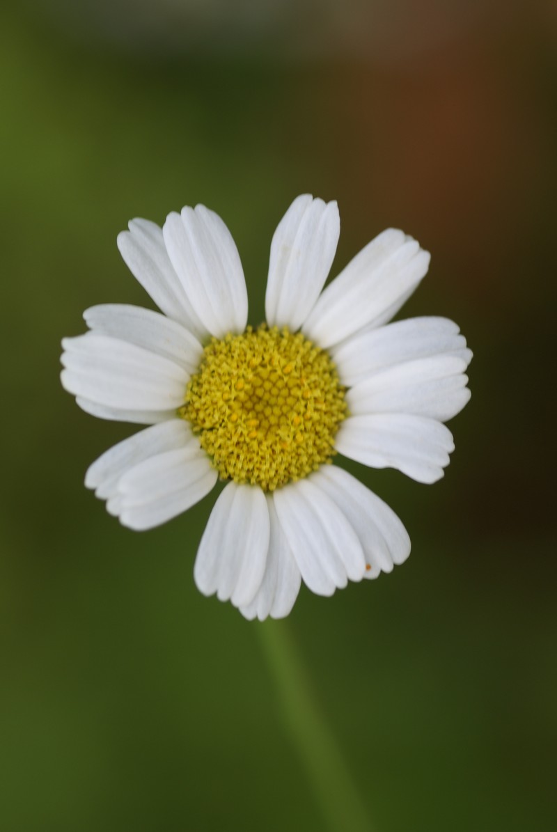 Tanacetum punctatum photo 6