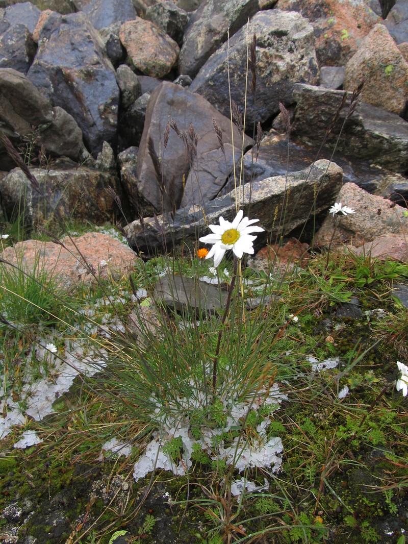 Tanacetum richterioides