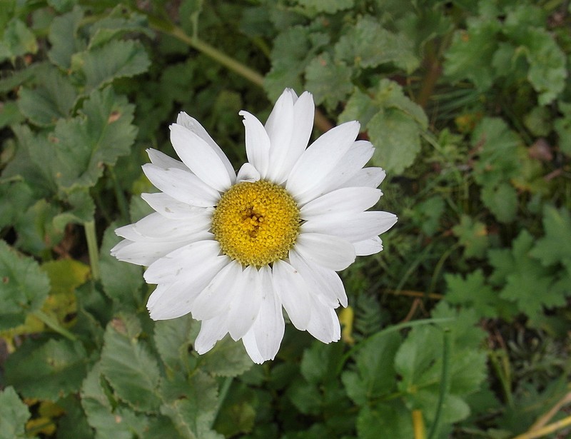 Tanacetum richterioides photo 2