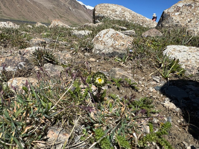 Tanacetum richterioides photo 3