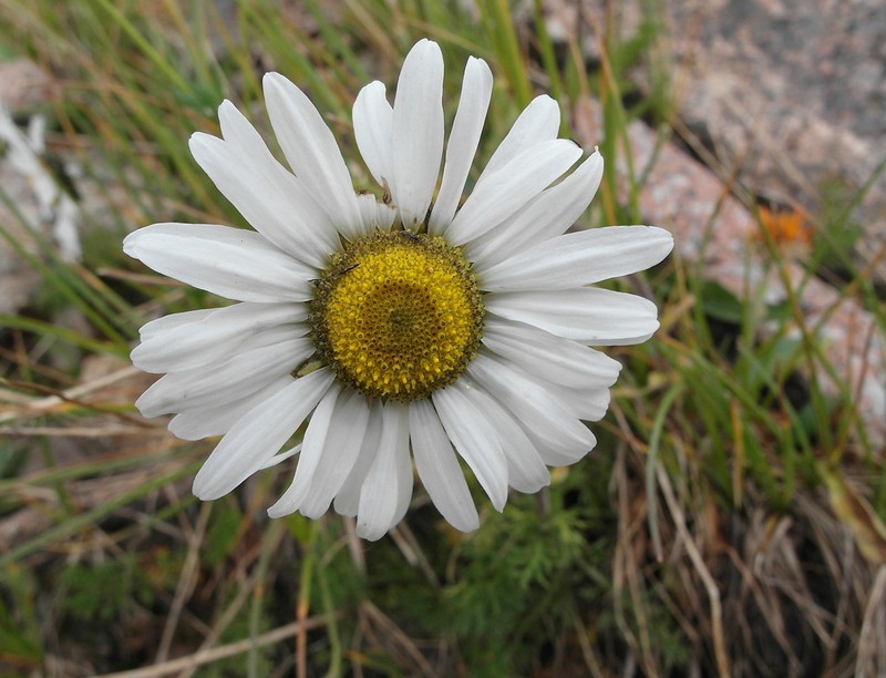Tanacetum richterioides photo 4