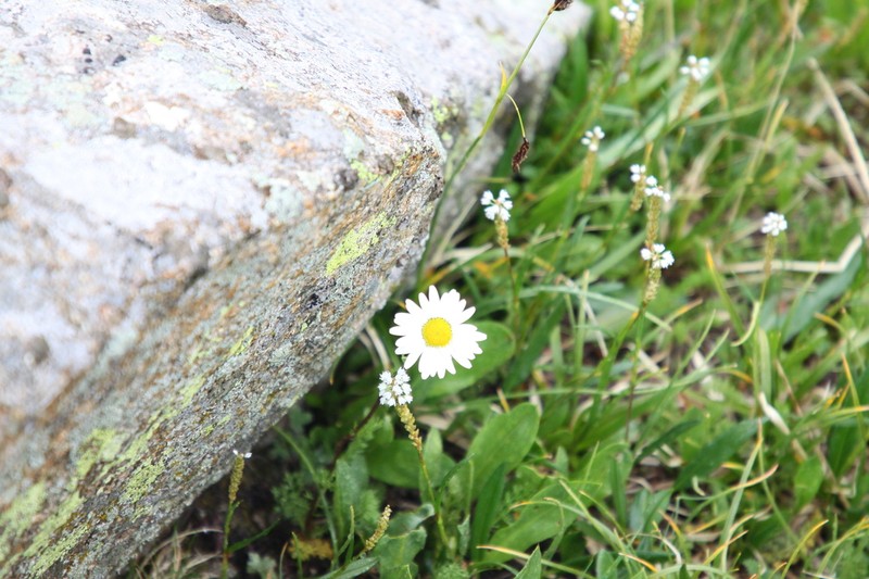 Tanacetum richterioides photo 7
