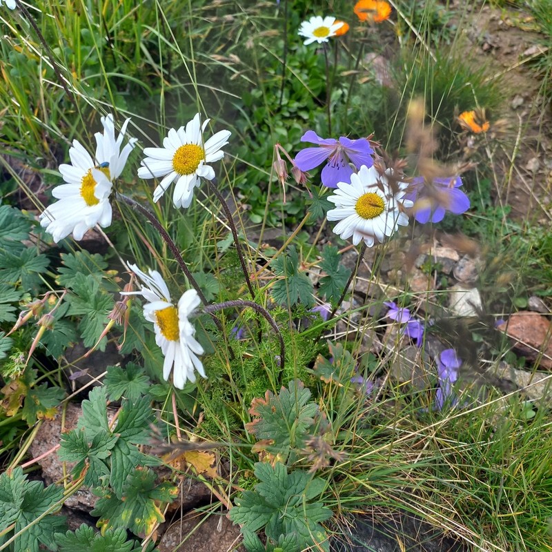 Tanacetum richterioides photo 8