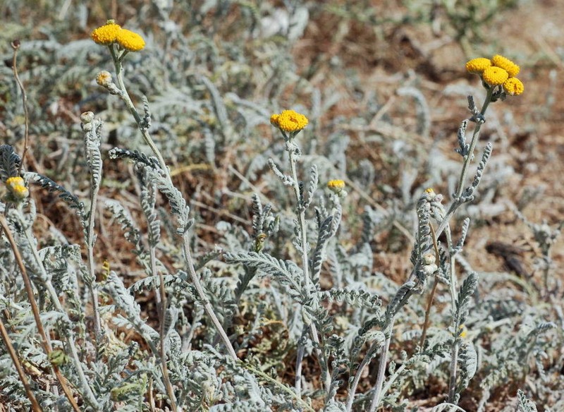 Tanacetum santolina
