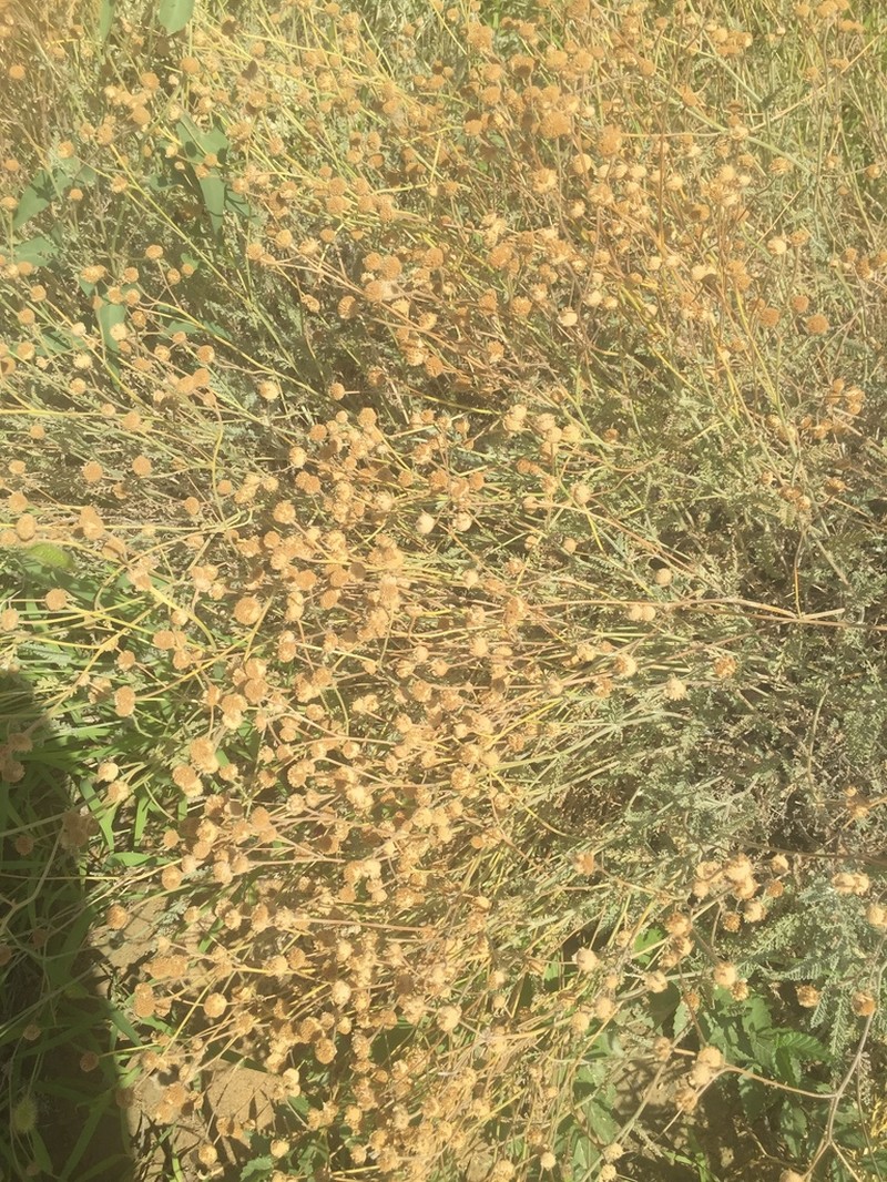 Tanacetum santolina photo 2