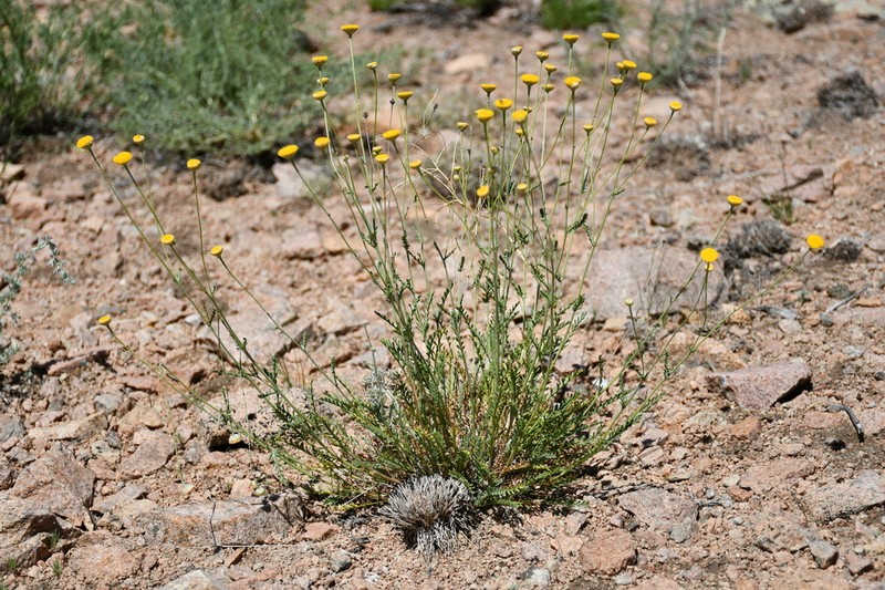 Tanacetum santolina photo 3