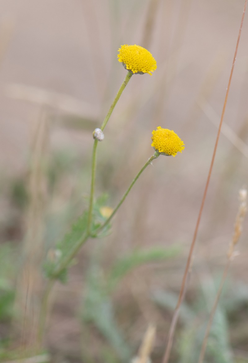 Tanacetum santolina photo 4