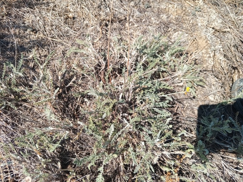 Tanacetum santolina photo 5