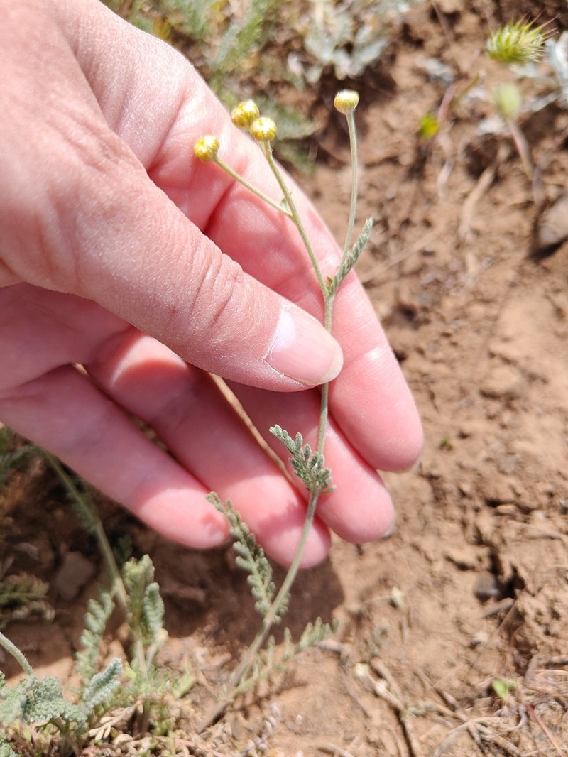 Tanacetum santolina photo 6