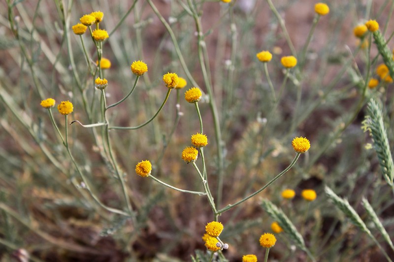 Tanacetum santolina photo 7