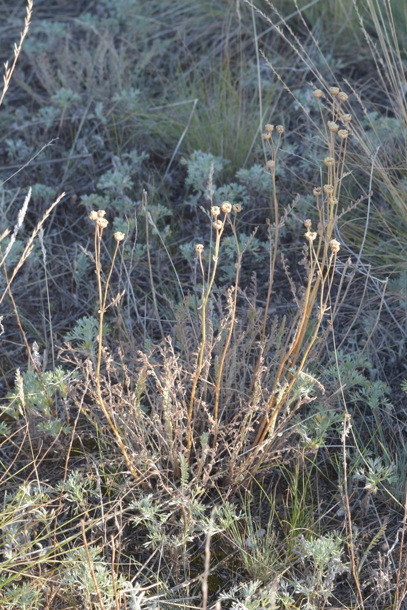 Tanacetum santolina photo 8