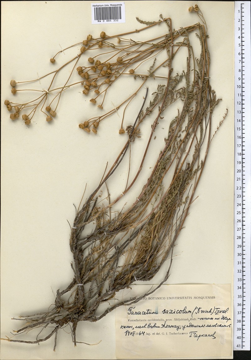 Tanacetum saxicola