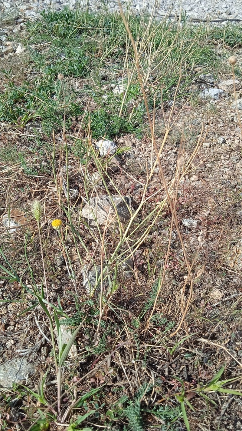 Tanacetum scopulorum