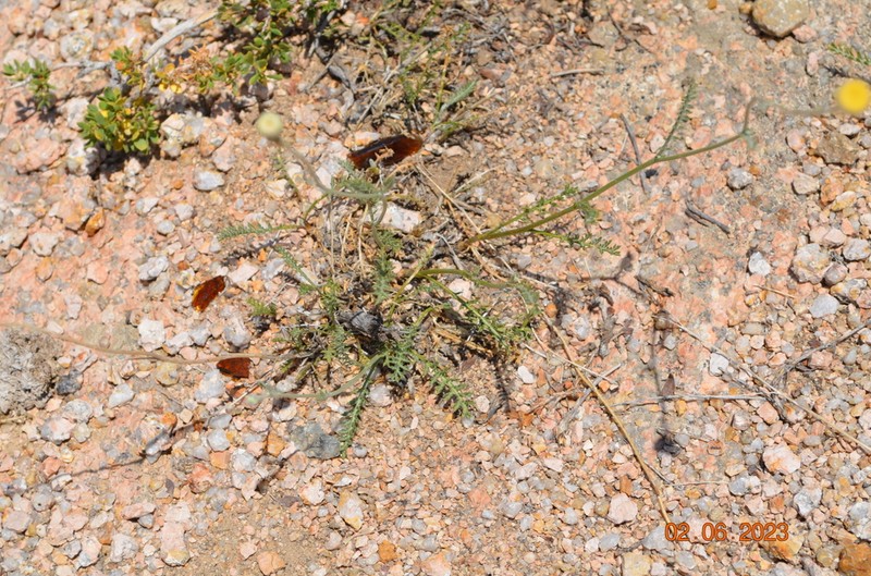 Tanacetum scopulorum photo 2