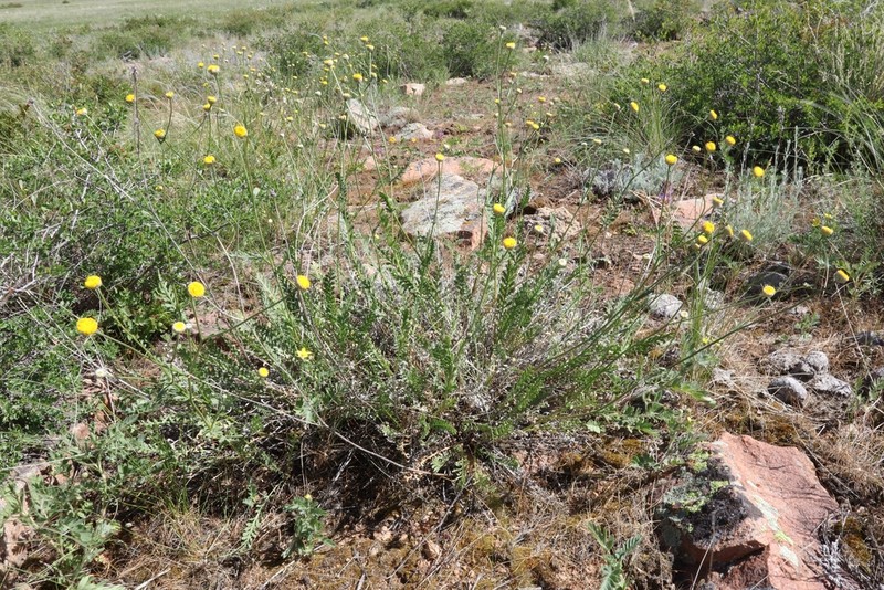 Tanacetum scopulorum photo 3