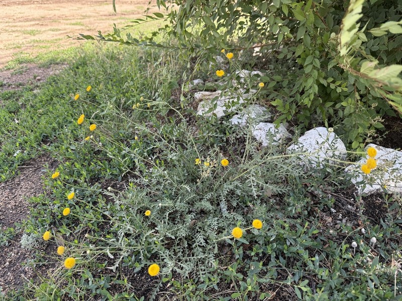 Tanacetum scopulorum photo 4