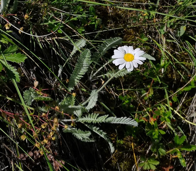 Tanacetum sericeum