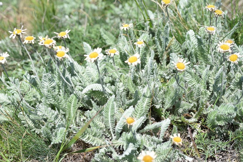Tanacetum sericeum photo 2