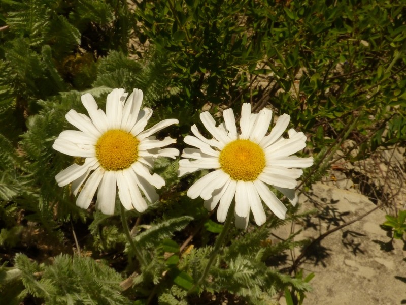 Tanacetum sericeum photo 3