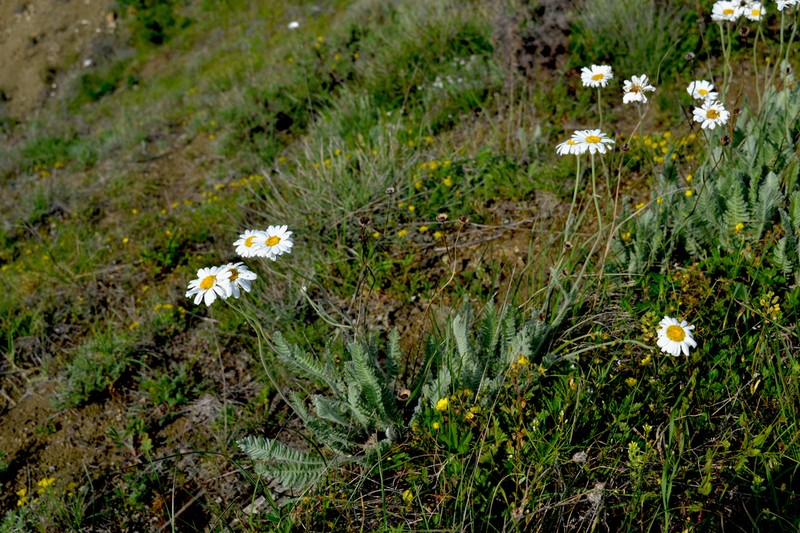 Tanacetum sericeum photo 4