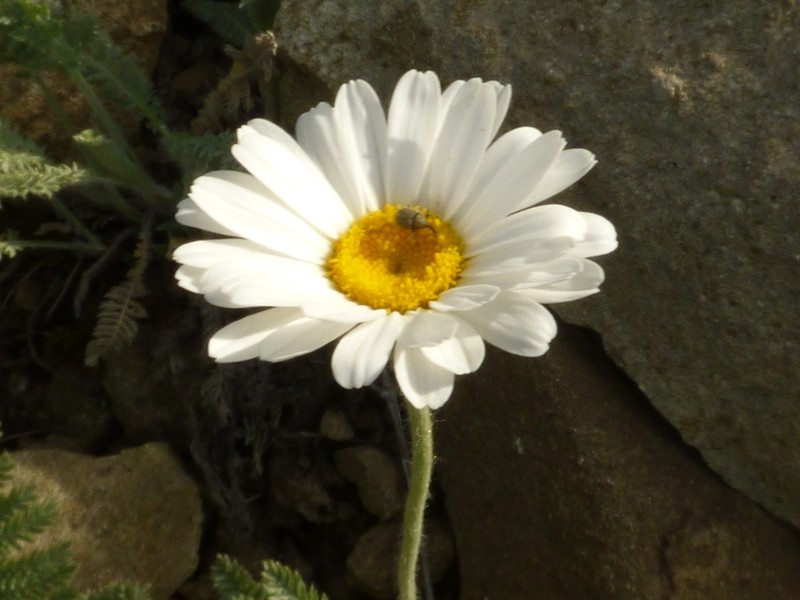 Tanacetum sericeum photo 5