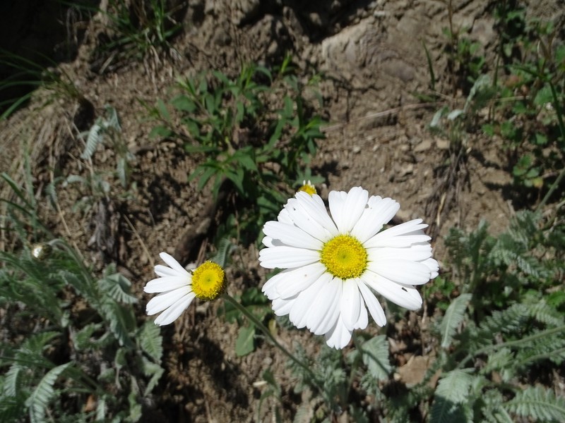 Tanacetum sericeum photo 6