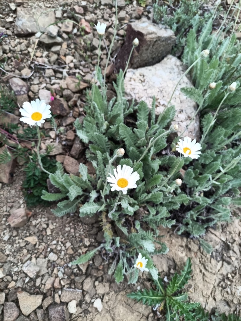 Tanacetum sericeum photo 7