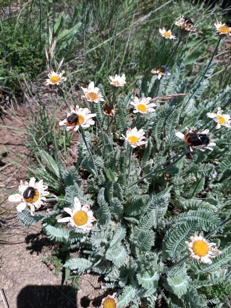 Tanacetum sericeum photo 8