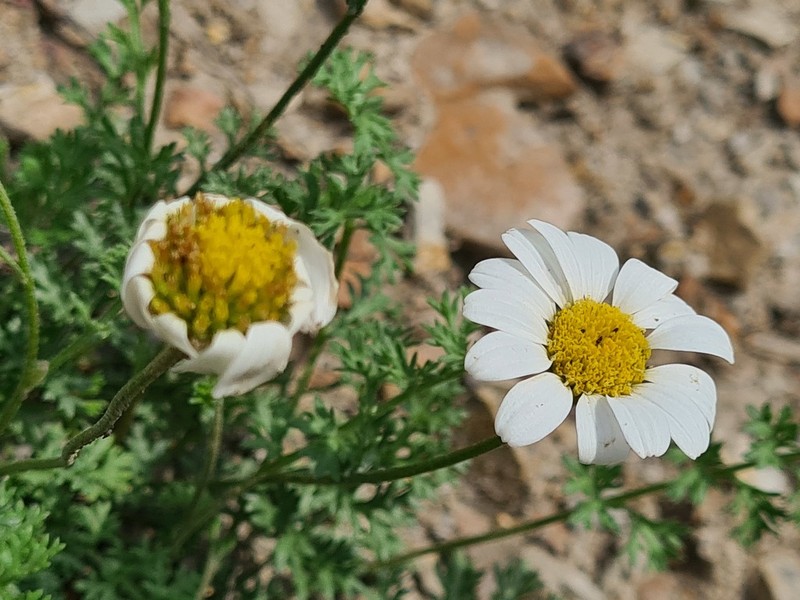 Tanacetum silaifolium photo 3