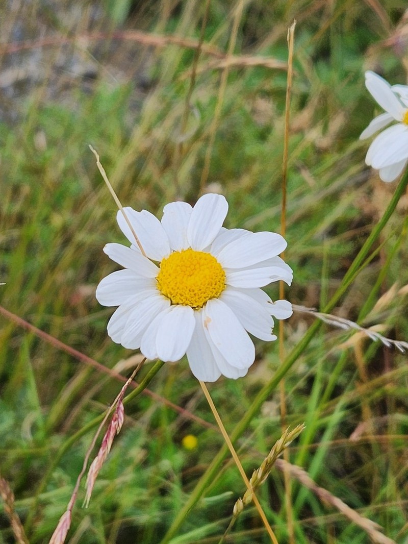 Tanacetum silaifolium photo 4