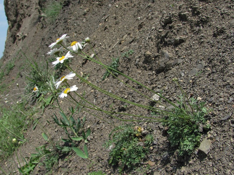 Tanacetum silaifolium photo 6
