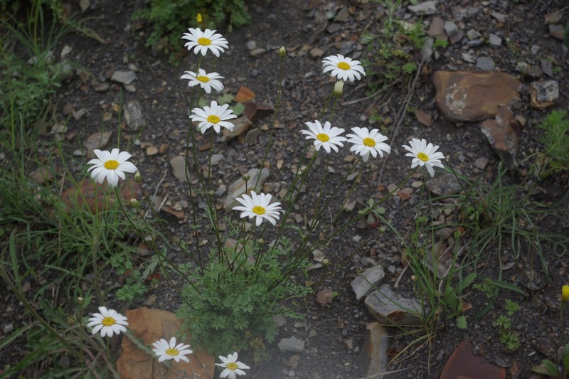 Tanacetum silaifolium photo 7