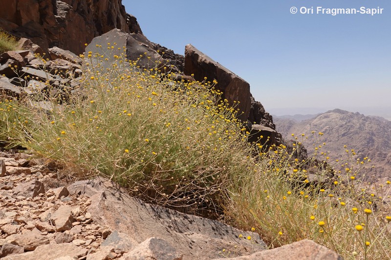 Tanacetum sinaicum