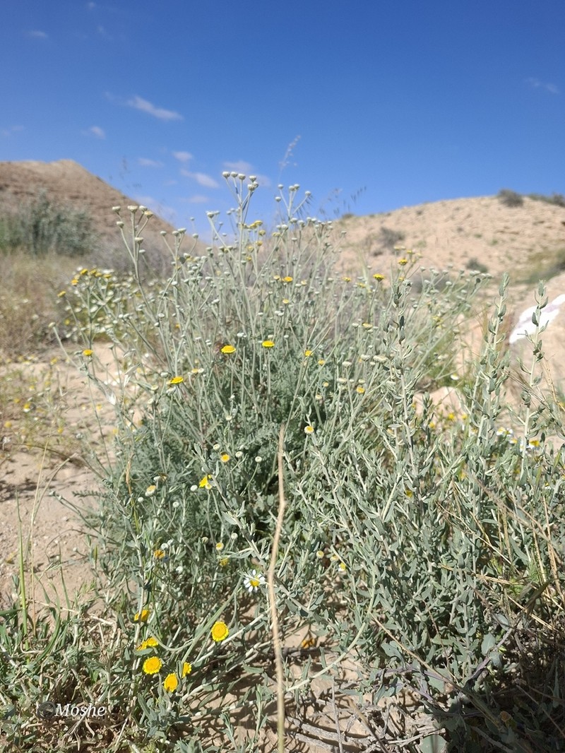 Tanacetum sinaicum photo 2