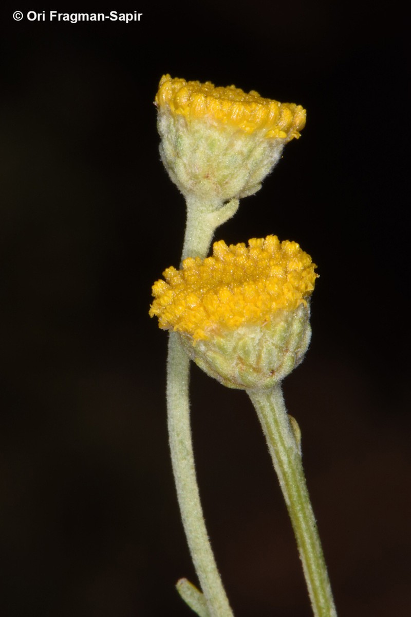 Tanacetum sinaicum photo 5