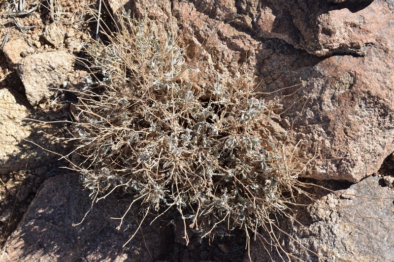 Tanacetum sinaicum photo 6