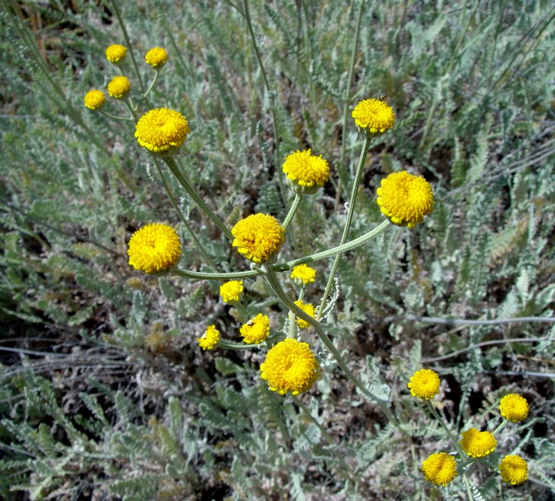 Tanacetum sinaicum photo 7