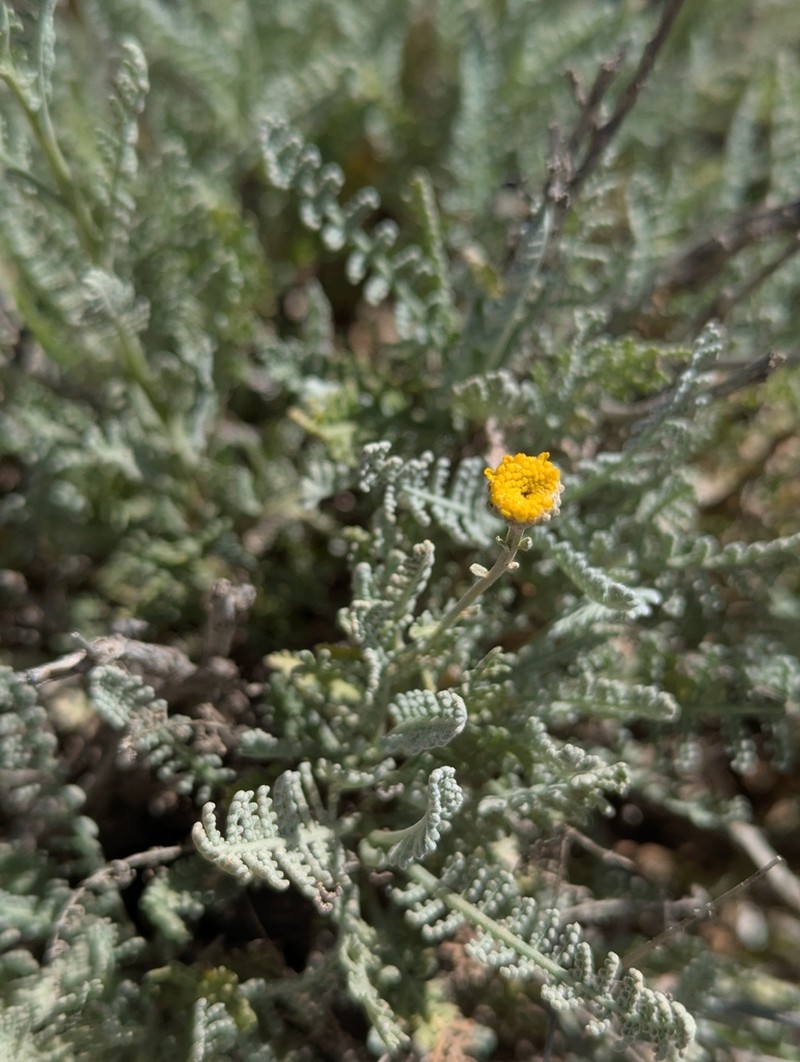 Tanacetum sinaicum photo 8