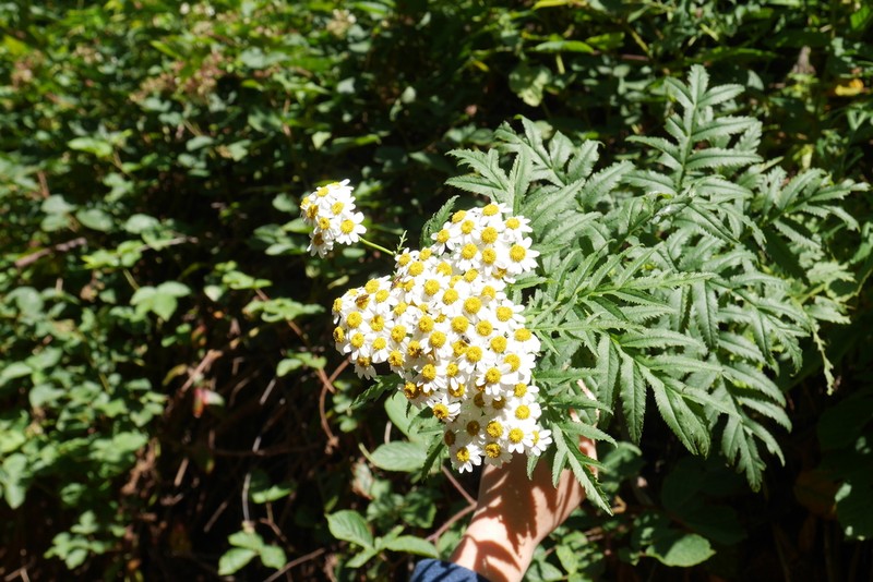 Tanacetum sorbifolium