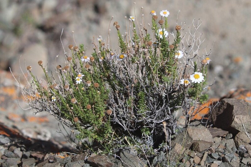 Tanacetum stoliczkae