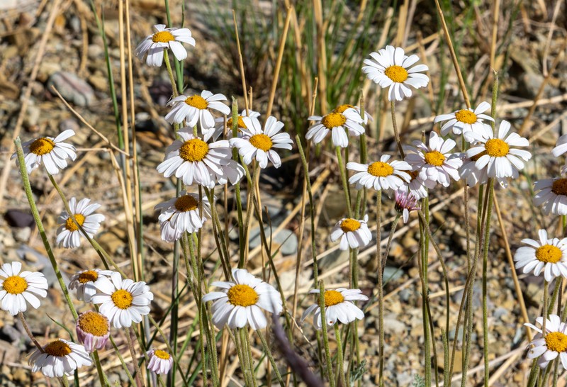 Tanacetum stoliczkae photo 3