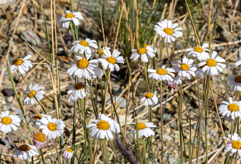 Tanacetum stoliczkae photo 4