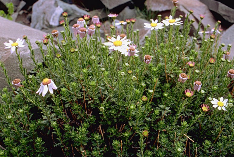 Tanacetum stoliczkae photo 5