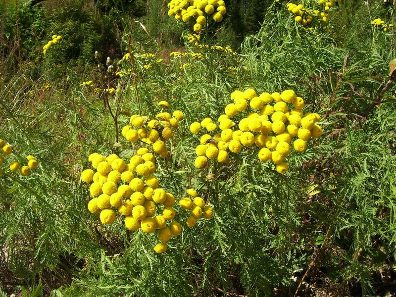 Tanacetum tanacetoides photo 2