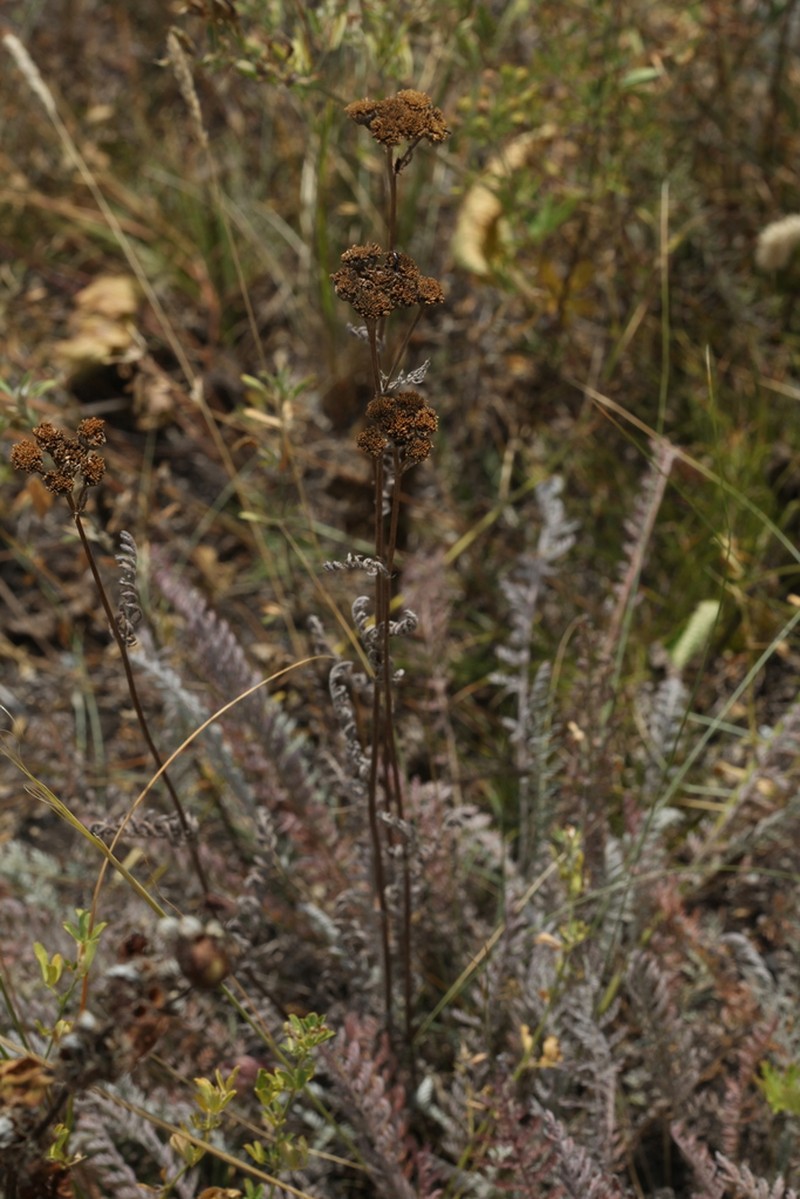 Tanacetum tanacetoides photo 3