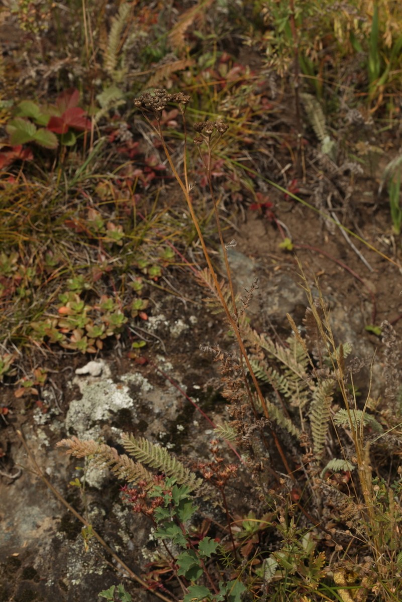 Tanacetum tanacetoides photo 4
