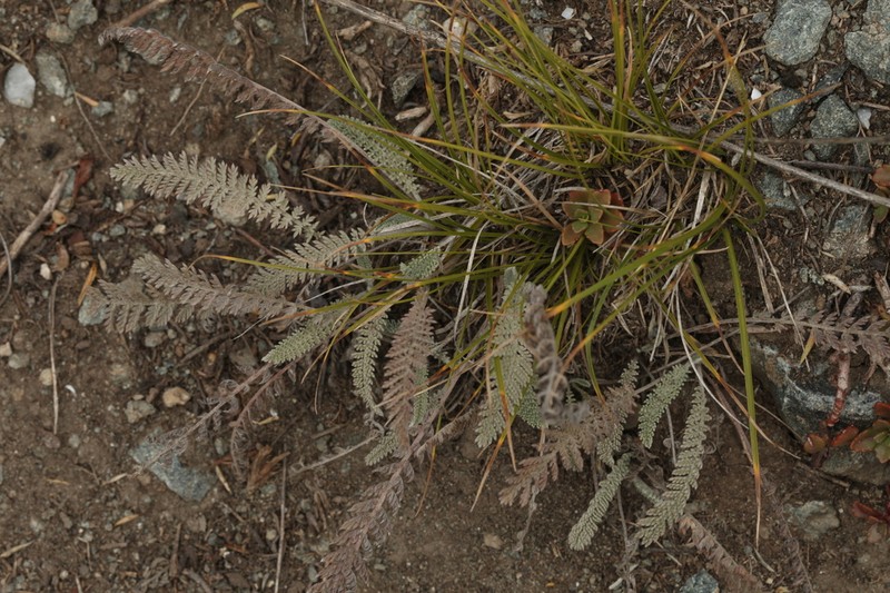 Tanacetum tanacetoides photo 5