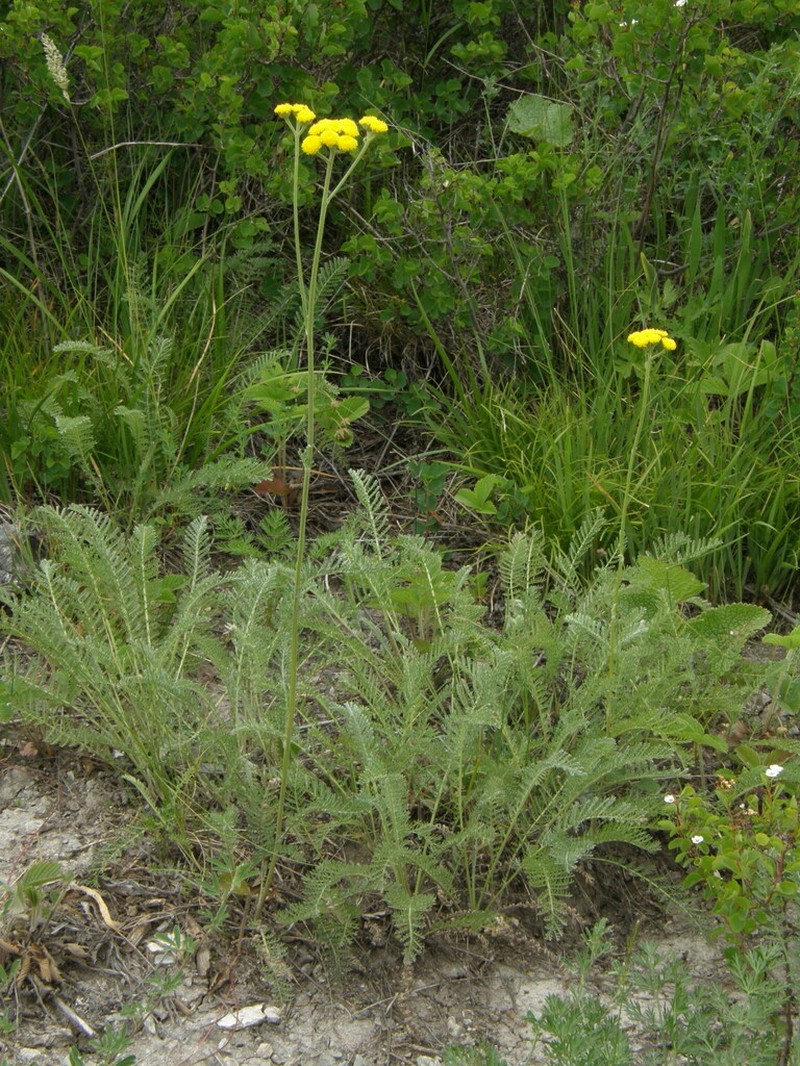 Tanacetum tanacetoides photo 6