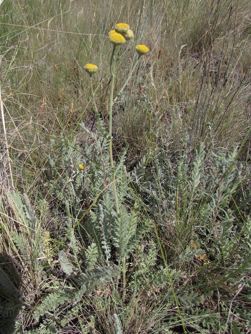 Tanacetum tanacetoides photo 7