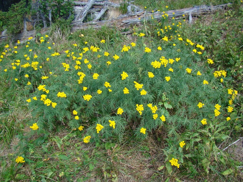 Tanacetum tanacetoides photo 8